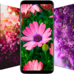 ? Flower Wallpapers – Colorful Flowers in HD & 4K