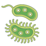 Bacteria: Types, Infections