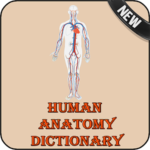 Human Anatomy Dictionary