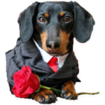 ملصقات واتساب الكلاب وملصقات واتس اب WAStickerApps