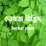 ভেষজ উদ্ভিদ – ayurvedic  Herbal plant