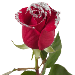 Good morning Flower app