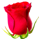 ملصقات ورود متحركة للواتس اب