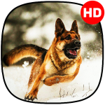 ? Cute Dogs Wallpaper | Cute puppy wallpaper